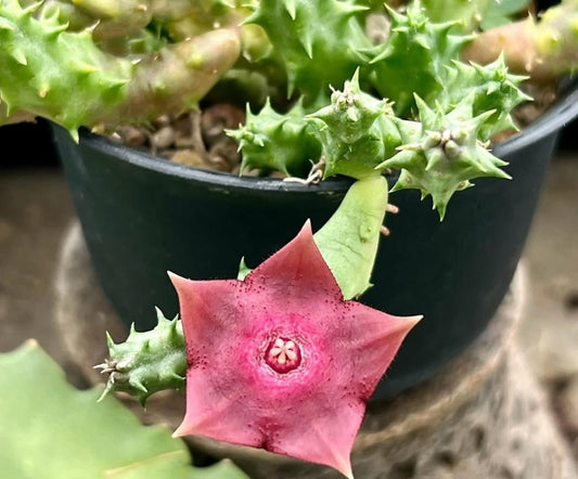Huernia raspberry 'Tart' seeds