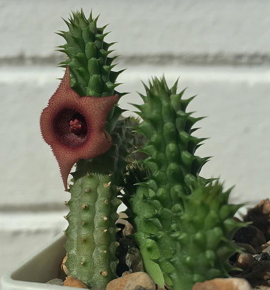 Huernia schneideriana seeds