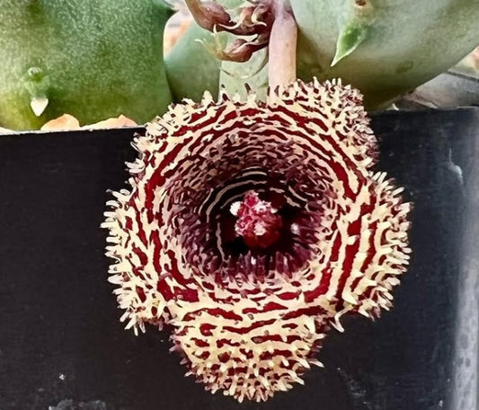Huernia stapelioides seeds