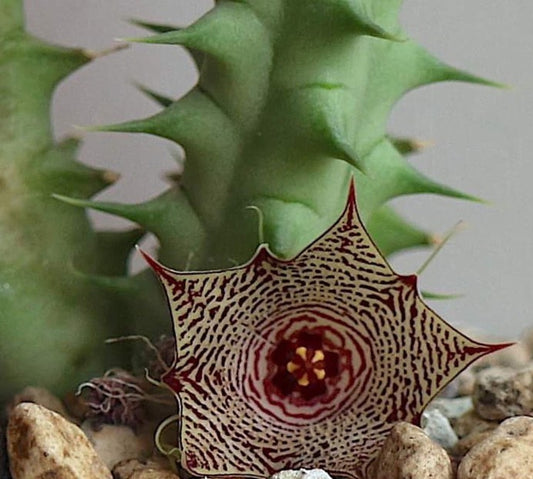 Huernia sudanensis seeds