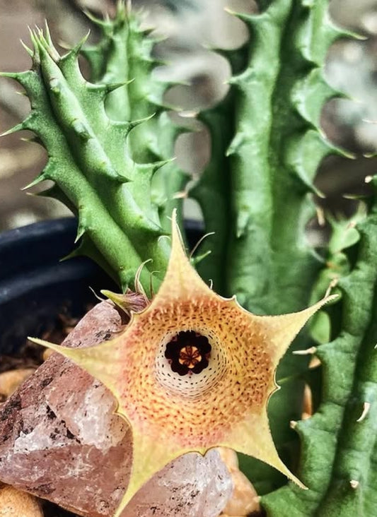 Huernia sunset seeds
