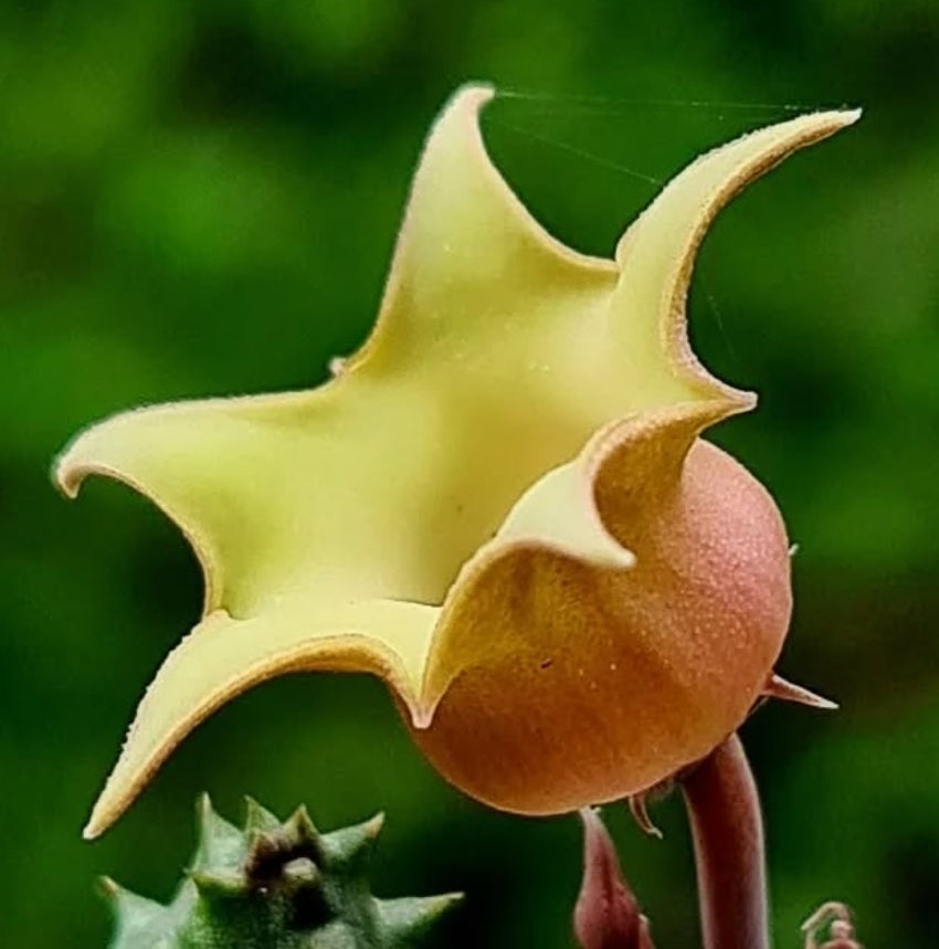 Huernia thuretii var primulina seeds