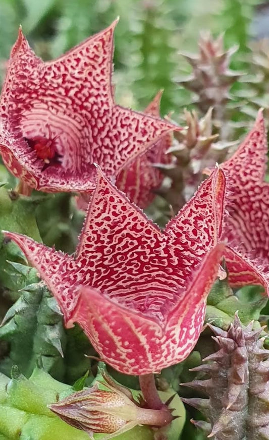 Huernia whitesloaneana seeds