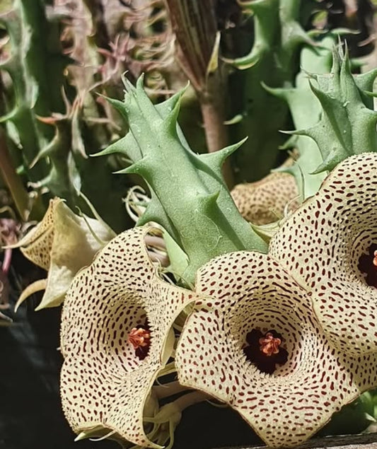 Huernia yemensis hybrid seeds
