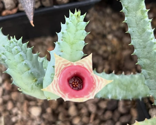 Huernia zebrina ssp. insigniflora seeds