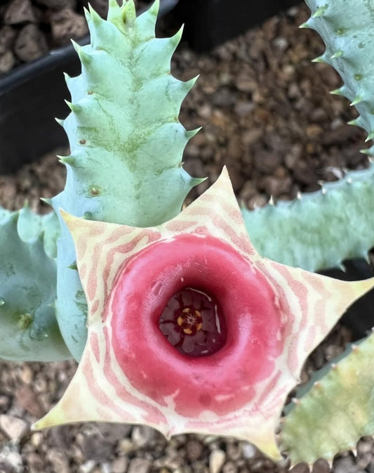 Huernia zebrina ssp. insigniflora seeds