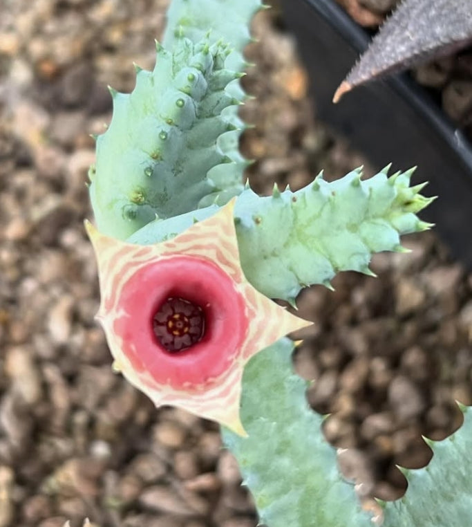 Huernia zebrina ssp. insigniflora seeds