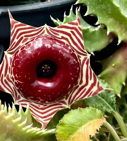 Huernia zebrina var. magniflora seeds