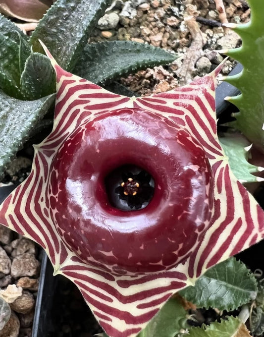 Huernia zebrina var. magniflora seeds