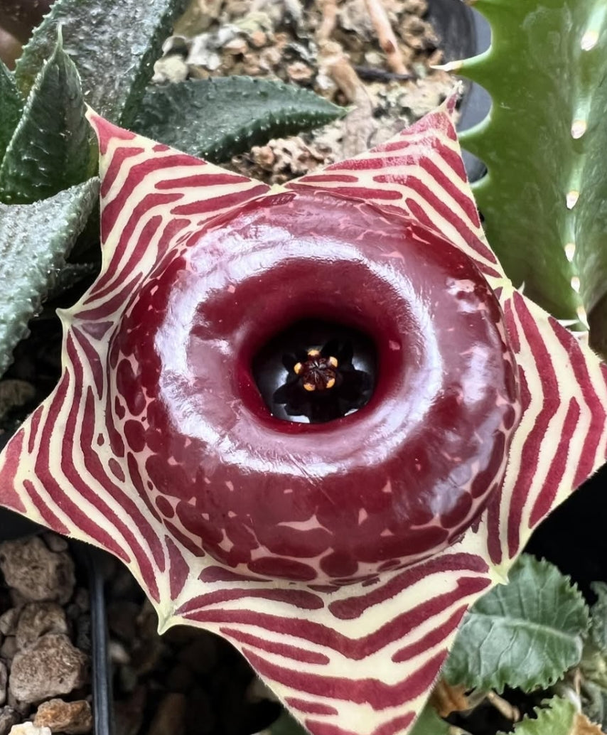 Huernia zebrina var. magniflora seeds