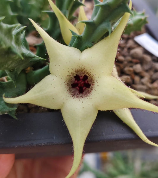 Orbea x Huernia ' Hypo ' hybrid seeds