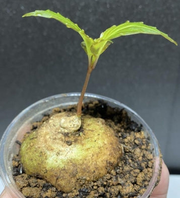 Impatiens phengklaii seeds