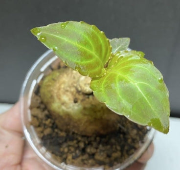 Impatiens phengklaii seeds