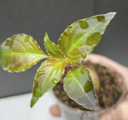 Impatiens phengklaii seeds