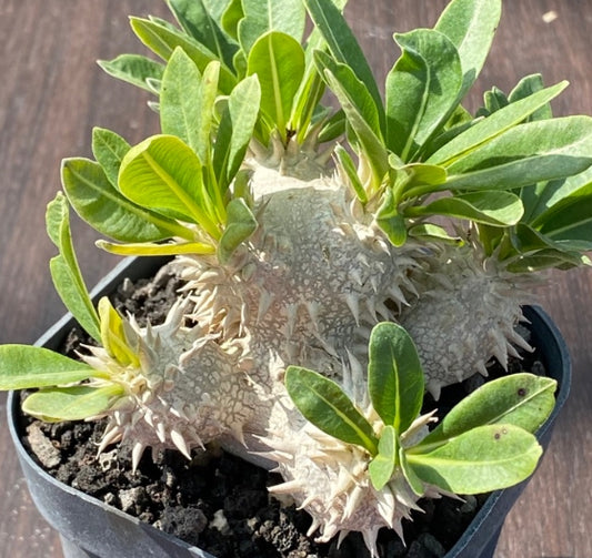 Pachypodium brevicaule seeds