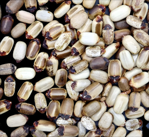Jatropha ellenbeckii seeds