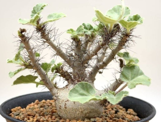 Jatropha marginata seeds