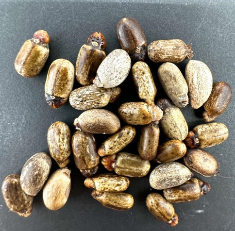 Jatropha spicata seeds