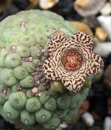 Lavrania cactiformis seeds
