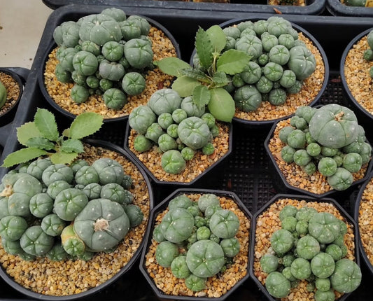 Lophophora Williamsii var. Caespitosa seeds
