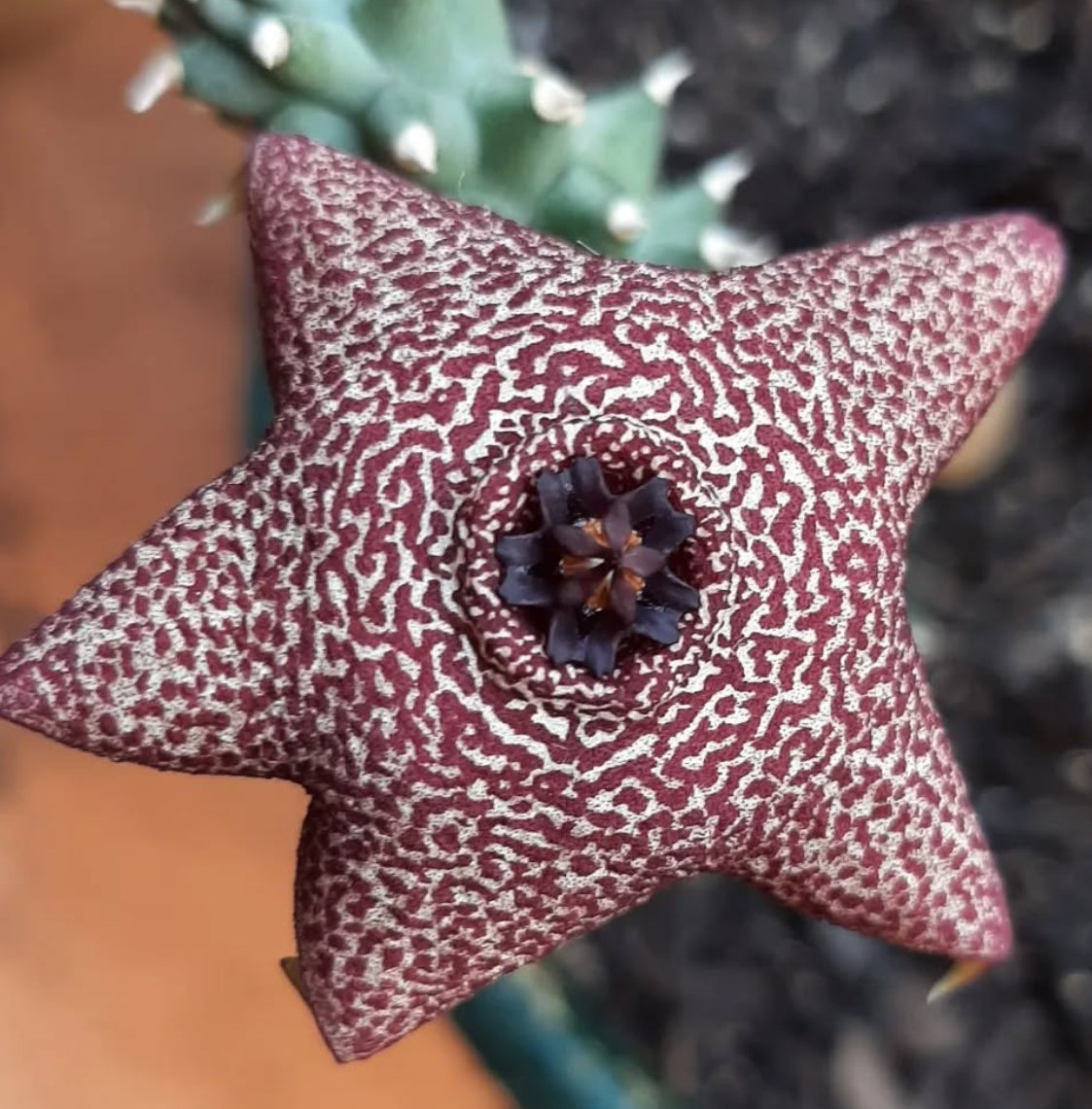 Luckhoffia Beukmanii Brownii seeds