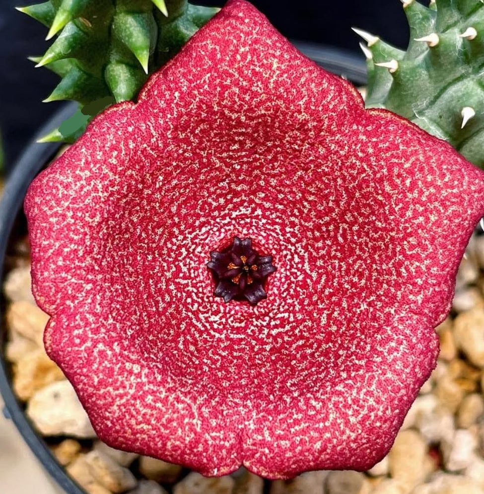 Luckhoffia beukmanii seeds