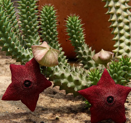 Luckhoffia beukmannii seeds