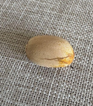 Macrozamia palcifolia seeds