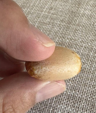 Macrozamia palcifolia seeds