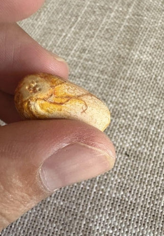 Macrozamia palcifolia seeds