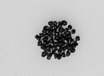 Mammillaria schiedeana seeds