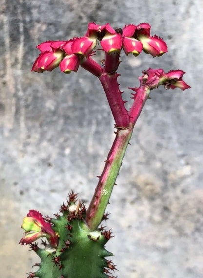 Monadenium magnificum seeds