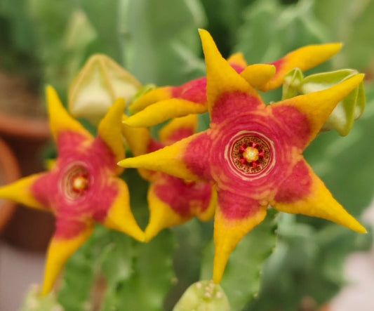 Monolluma 'Candle Flame' hybrid seeds