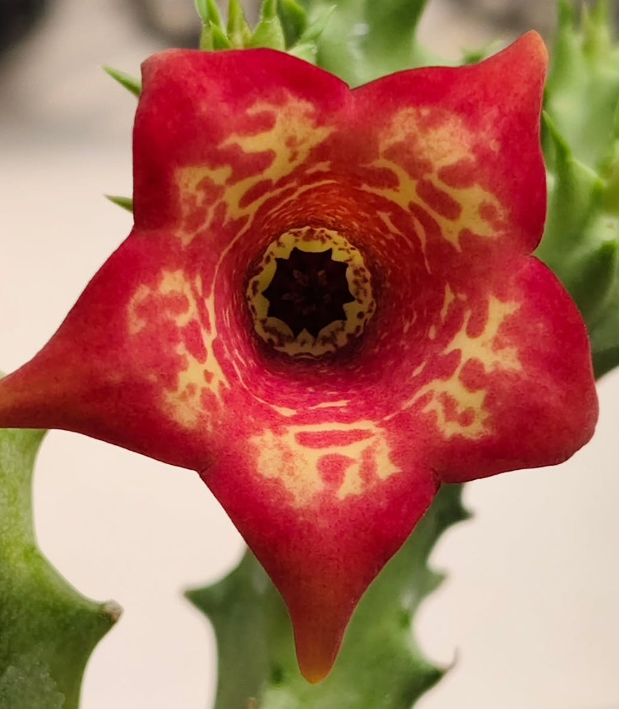 Monolluma 'Suriya' hybrid seeds