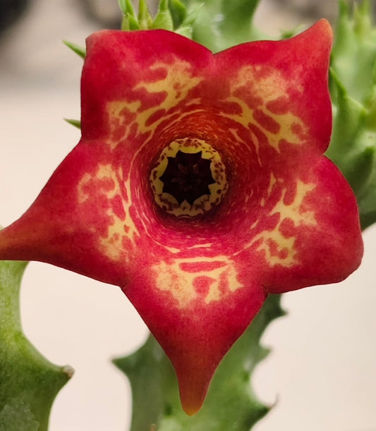 Monolluma 'Suriya' hybrid seeds