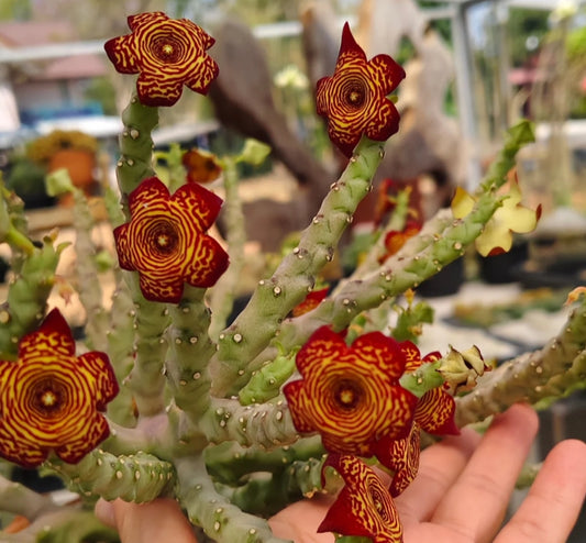 Monolluma socotrana x Frerea indica hybrid seeds