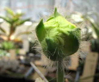 Monsonia crassicaulis seeds