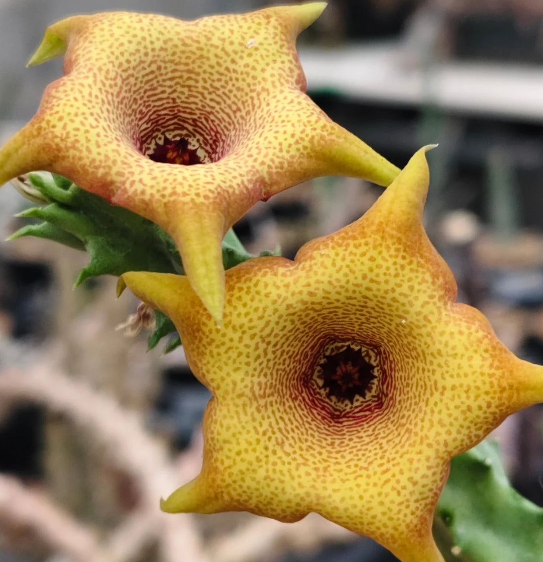 Monolluma x Huernia 'Moonlight' hybrid seeds