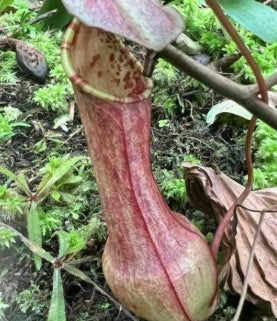 Nepenthes Eustachya seeds