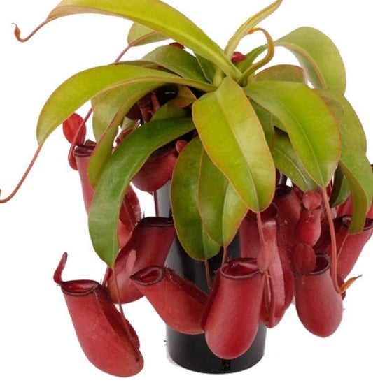 Nepenthes Red Mary seeds