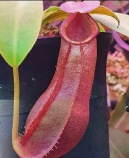 Nepenthes adrianii seeds