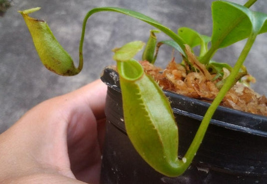 Nepenthes bicalcarata seeds