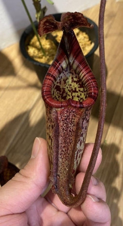 Nepenthes burbidgeae seeds