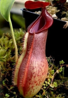 Nepenthes harauensis seeds