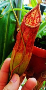 Nepenthes kongkandana seeds