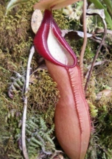 Nepenthes spathulata seeds