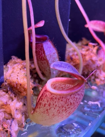 Nepenthes tenuis seeds