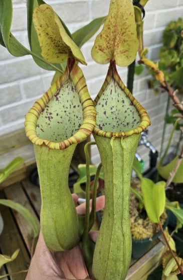 Nepenthes truncata seeds