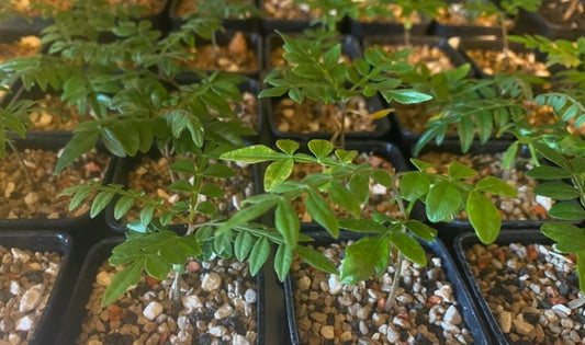 Operculicarya hirsutissima seeds