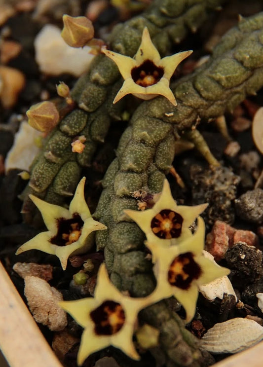 Ophionella arcuata subsp. mirkinii seeds